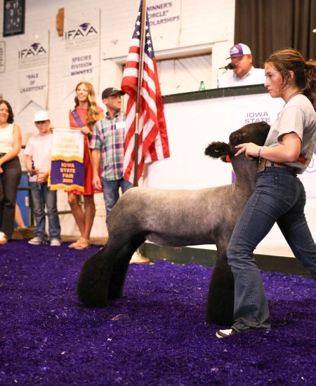 4-H Champ Lamb 2