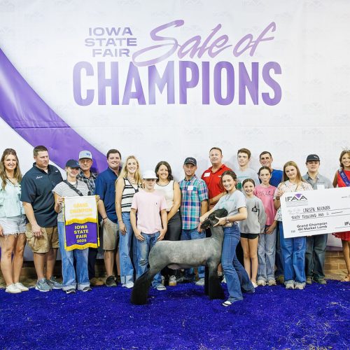 4-H Lamb