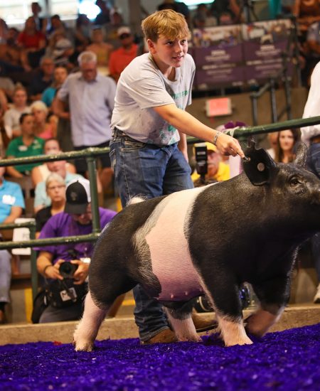 4-h Res Mkt Hog