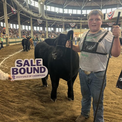 Grand Champ 4-H Mkt Steer Sale Bound