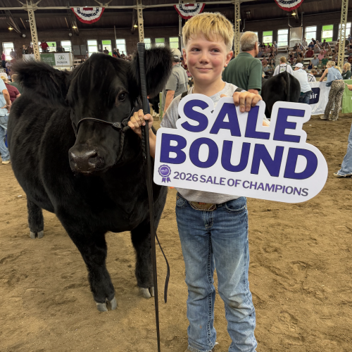 Grand Market Heifer