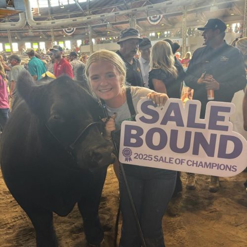 2025 Grand 4H Mkt Steer