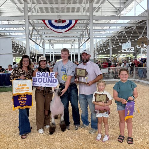 2025 Champ FFA Market Lamb