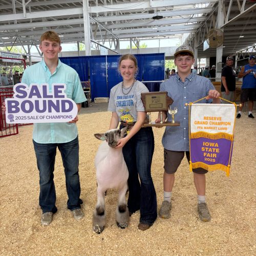 2025 Res Grand Champ FFA Mkt Lamb Sale Bound