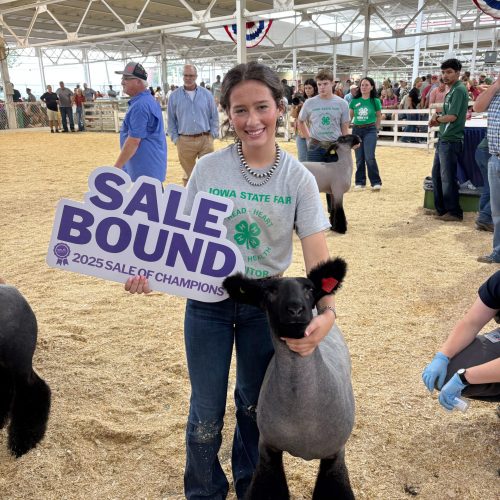 2025 Champ 4H Mkt Lamb