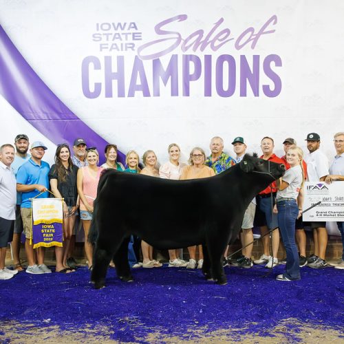 Mkt Steer