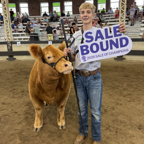 Reserve Market Heifer