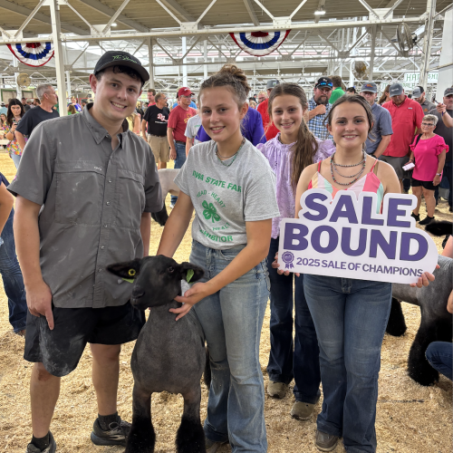 2025 Res Champ Mkt Lamb