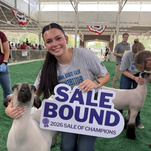 Grand Champ FFA Market Lamb