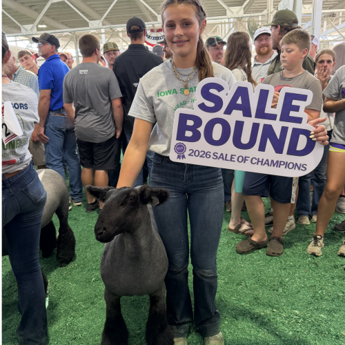 Grand Champ 4-H Mkt Lamb
