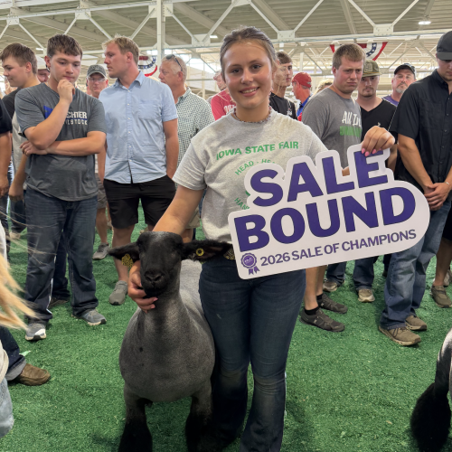 Res Grand Champ 4-H Mkt Lamb